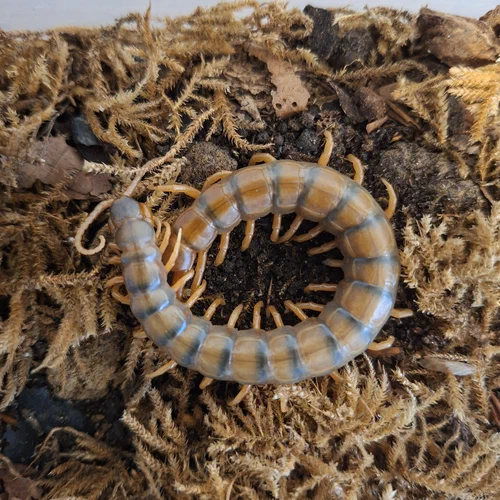 Ethmostigmus trigonopodus aus Afrika