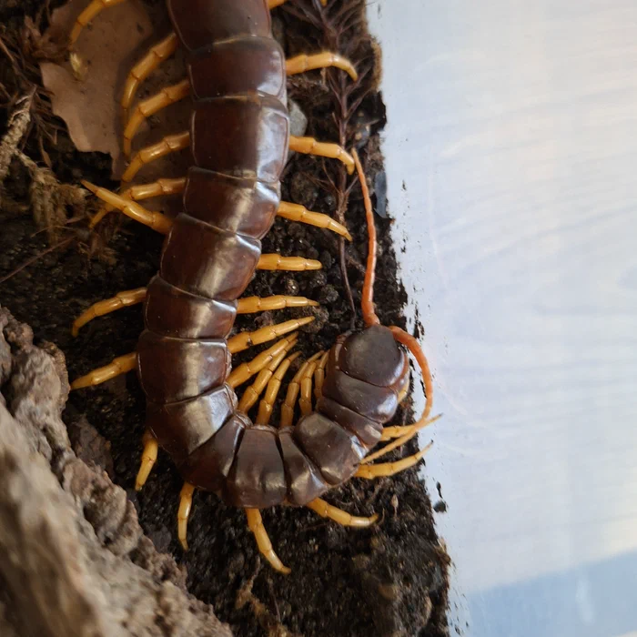 Scolopendra dehaani aus Vietnam