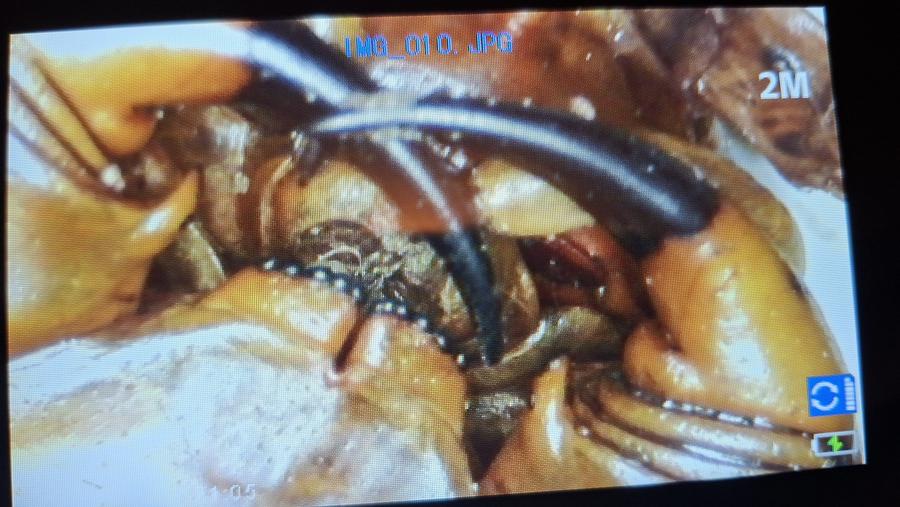 Aufnahme der Mundwerkzeuge von Scolopendra dehaani unter dem Mikroskop