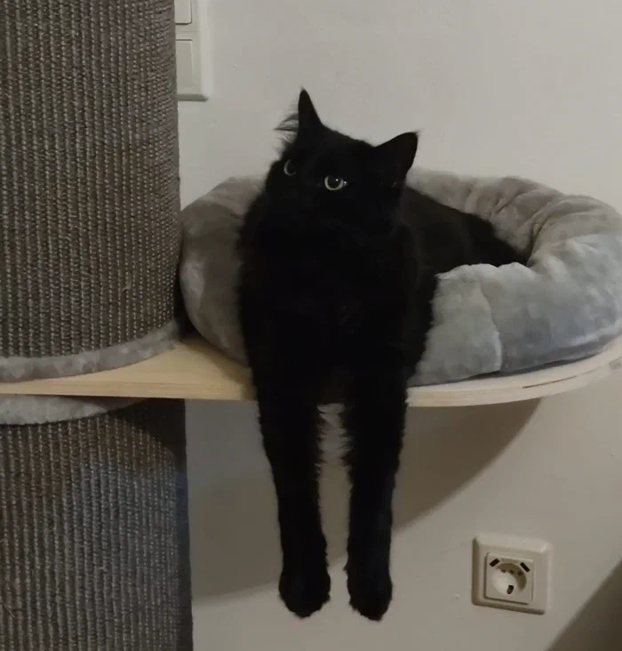 Kater Bela in seiner Liegemulde