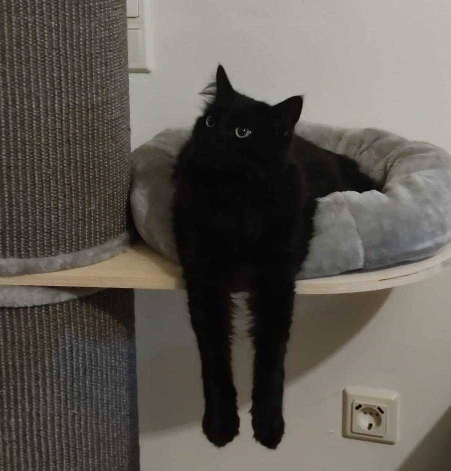 Kater Bela in seiner Liegemulde