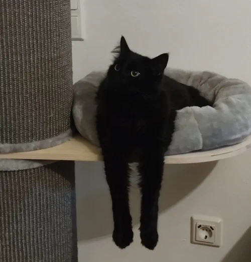 Kater Bela in seiner Liegemulde