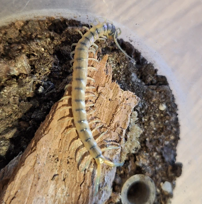 Scolopendra cingulata aus Griechenland