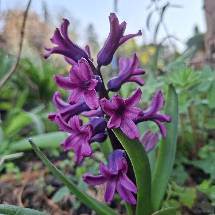 Eine Hyazinthe aus dem Garten