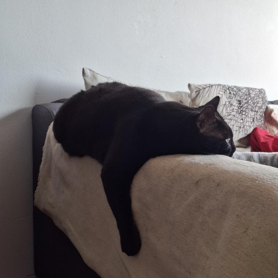 Katze Arya liegt unmotiviert auf der Sofalehne