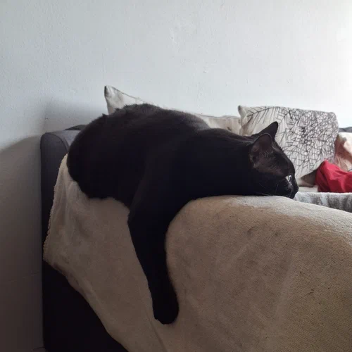 Katze Arya liegt unmotiviert auf der Sofalehne