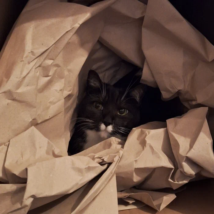 Kater Cooper umhüllt von Papier