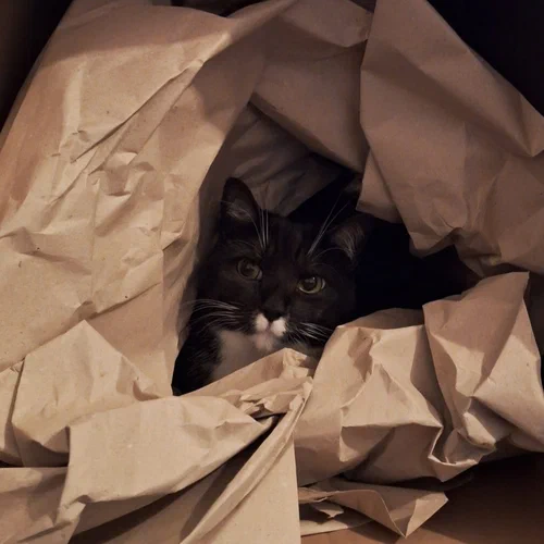 Kater Cooper umhüllt von Papier