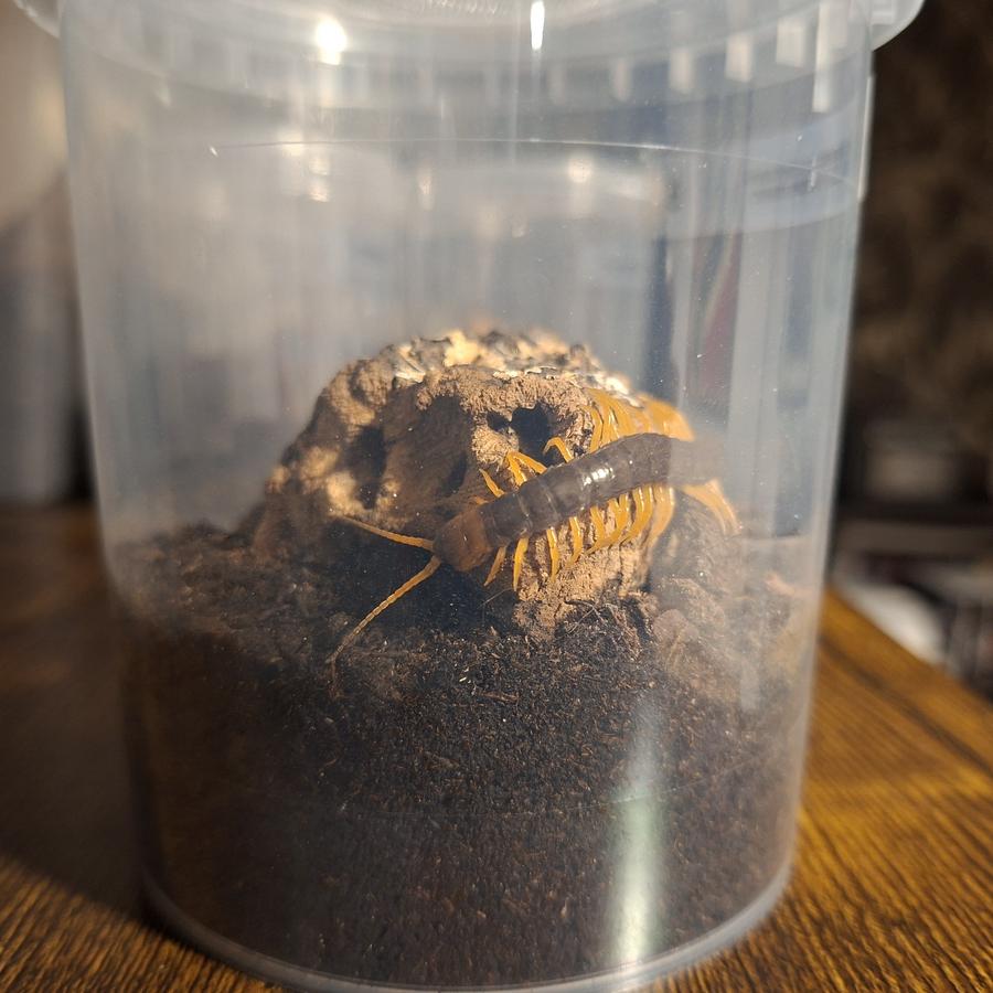 image attachment to status post