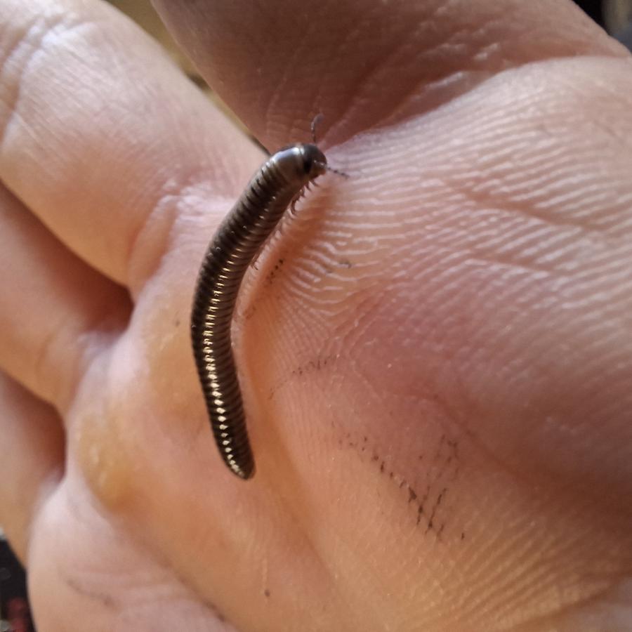 image attachment to status post