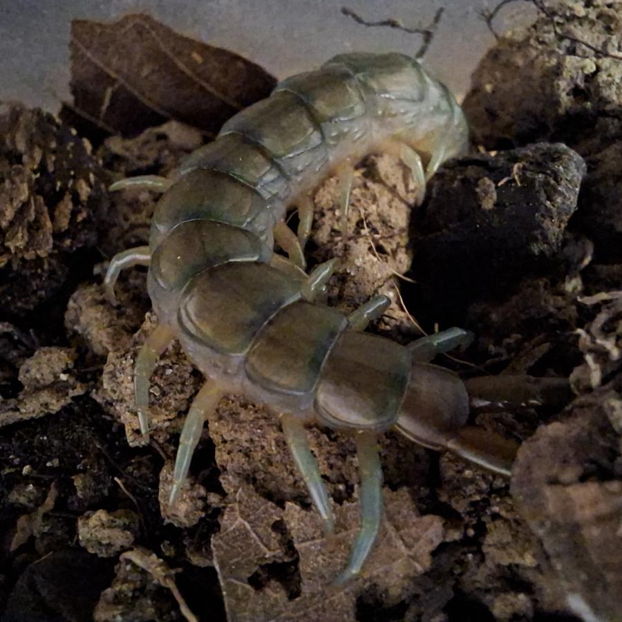 Foto vom hinteren Körper von Scolopendra cingulata aus Griechenland