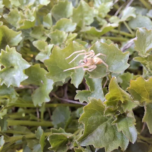 Eine juvenile Spinne auf einer Pflanze