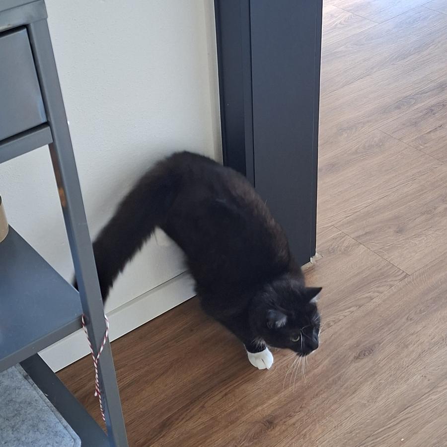 Kater Cooper, der die Hinterläufe an der Wand abstützt um damit eine Schnellstart hinzulegen.