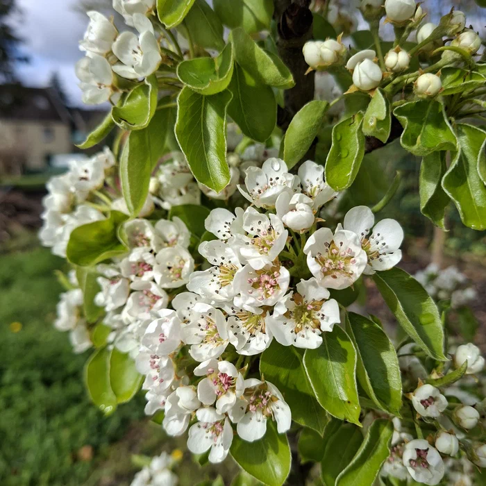 image attachment to status post