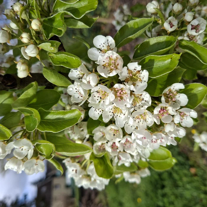 image attachment to status post