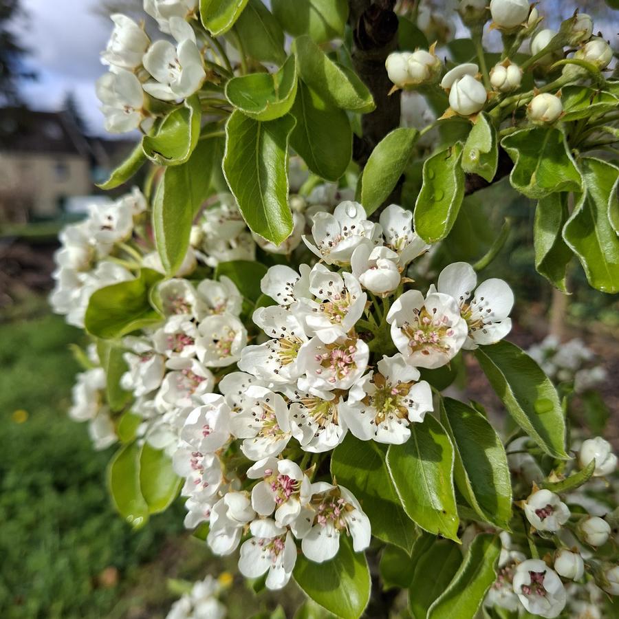 image attachment to status post