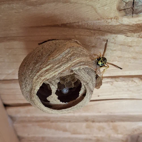 Ein Wespennest und eine Wespe am Holzdach eines Gartenhauses