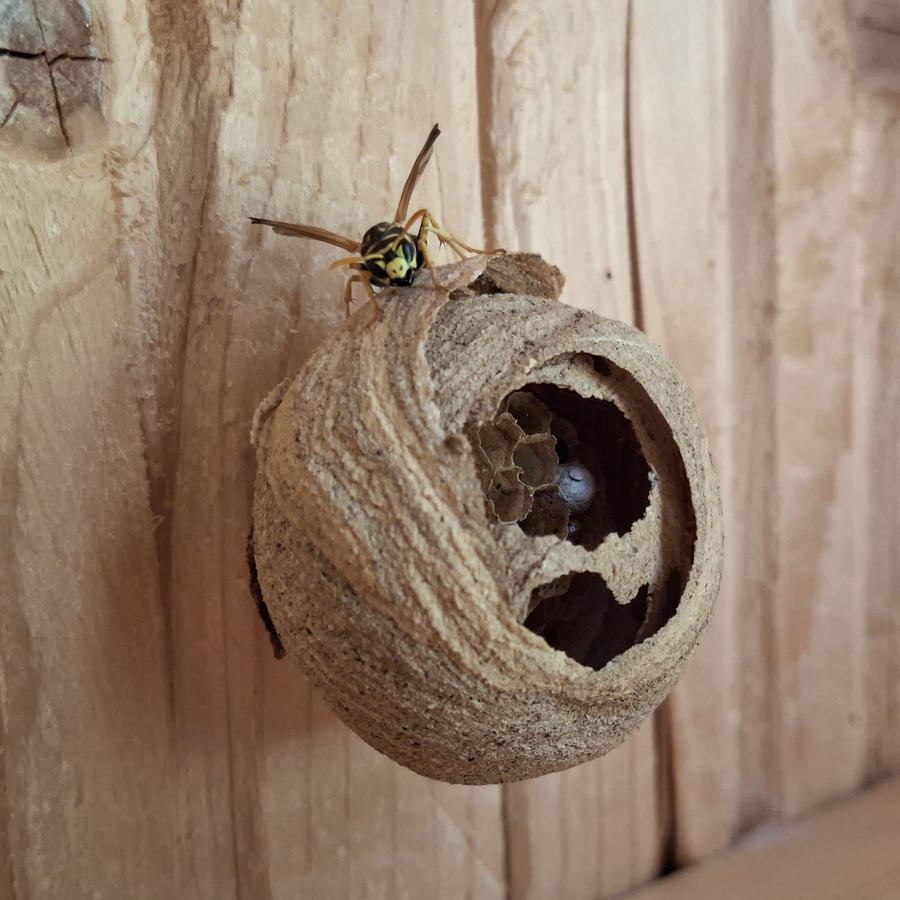 Ein Wespennest und eine Wespe am Holzdach eines Gartenhauses