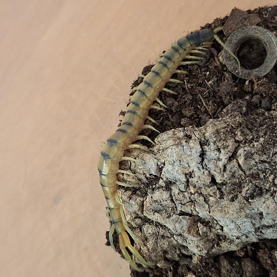 Ein Hundertfüßer aus Athen, Griechenland. Scolopendra cingulata