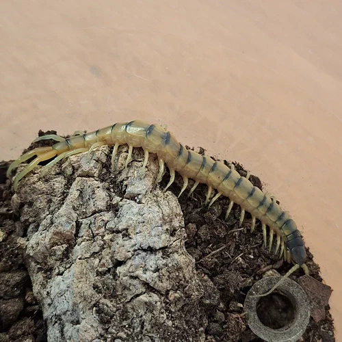 Ein Hundertfüßer aus Athen, Griechenland. Scolopendra cingulata