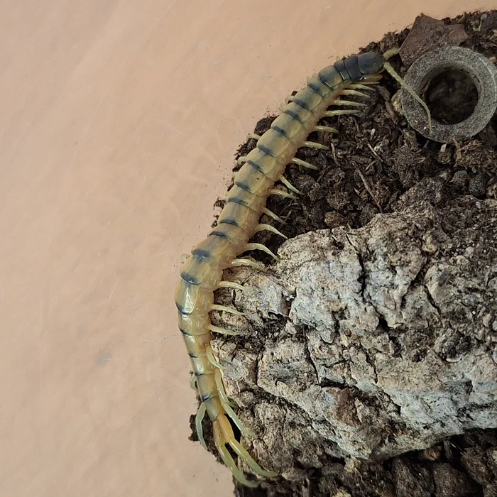 Ein Hundertfüßer aus Athen, Griechenland. Scolopendra cingulata
