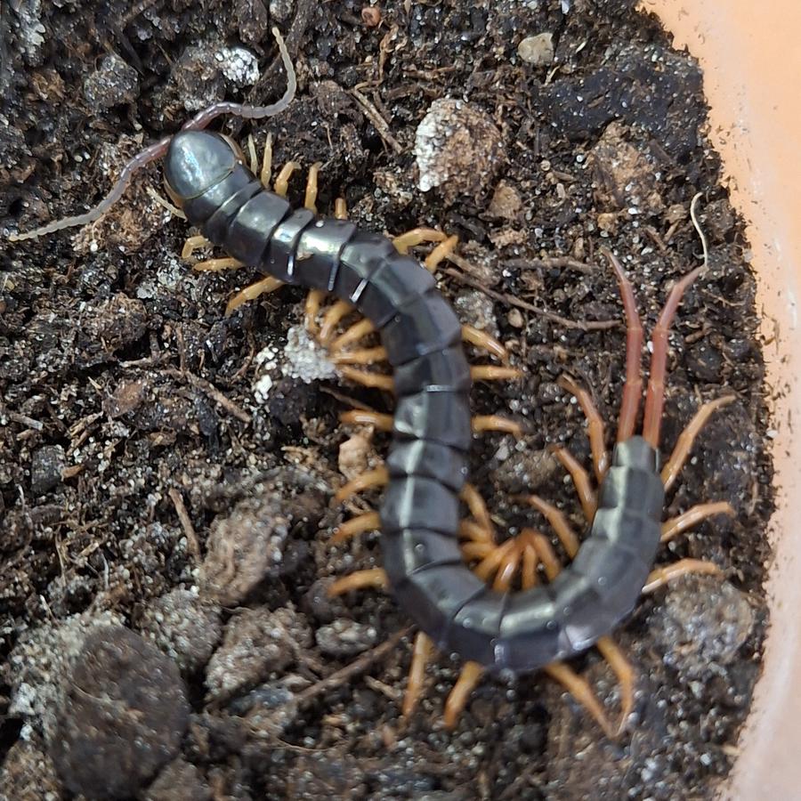 Ein männlicher Hundertfüßer aus Jakarta, Indonesien. Scolopendra gracillima