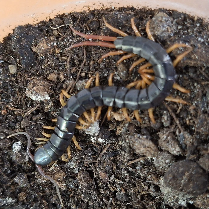 Ein männlicher Hundertfüßer aus Jakarta, Indonesien. Scolopendra gracillima