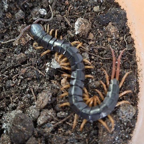 Ein männlicher Hundertfüßer aus Jakarta, Indonesien. Scolopendra gracillima