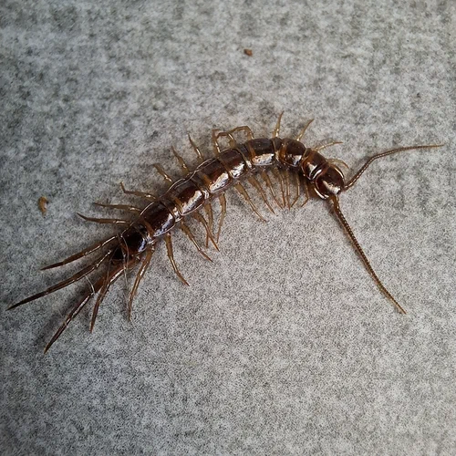 Ein europäischer Steinläufer