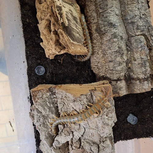 Ethmostigmus trigonopodus aus Afrika in einer Verpaarungsbox
