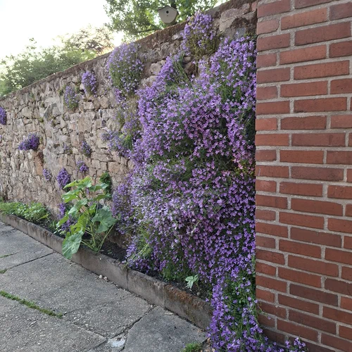 Eine Bruchsteinmauer mit einer Campanula mit lilanen Blüten.