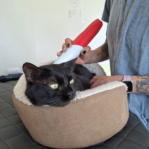 Die schwarze Katze Arya bei der Physio