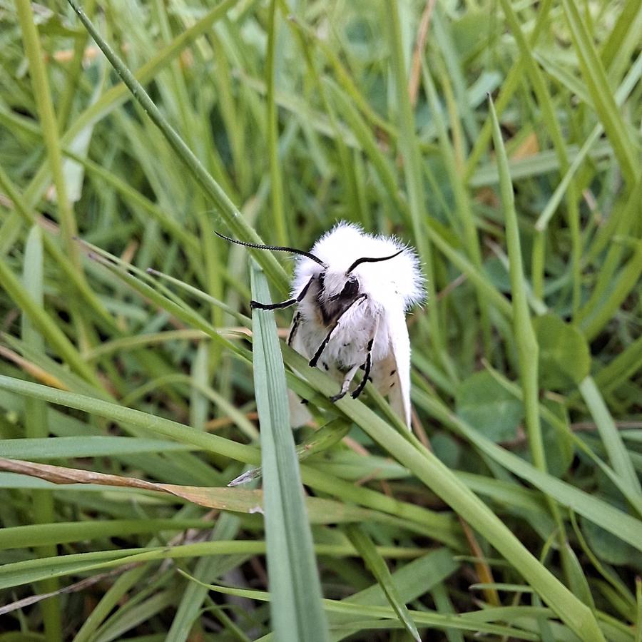 Ein Foto einer Weißen Tigermotte im hohen Gras