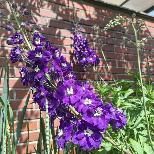 Ein Rittersporn mit lila Blüten