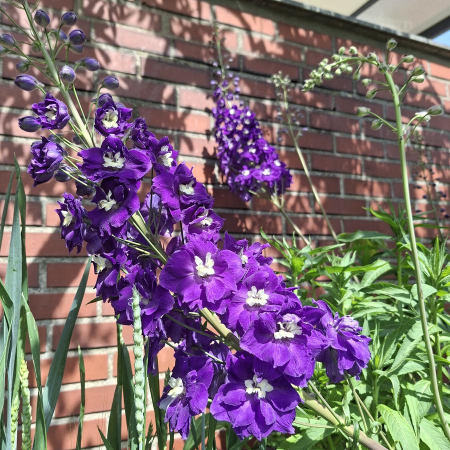 Ein Rittersporn mit lila Blüten
