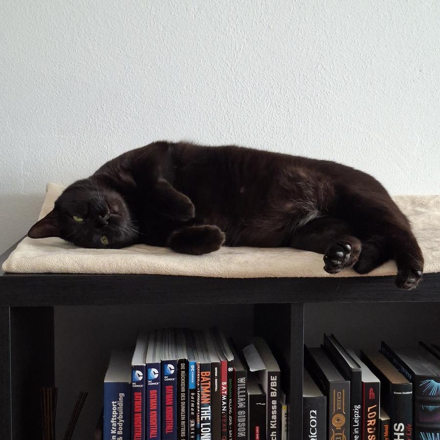 Katze Arya gart bei den Außentemperaturen auf einem Bücherregal