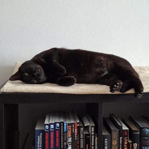 Katze Arya gart bei den Außentemperaturen auf einem Bücherregal