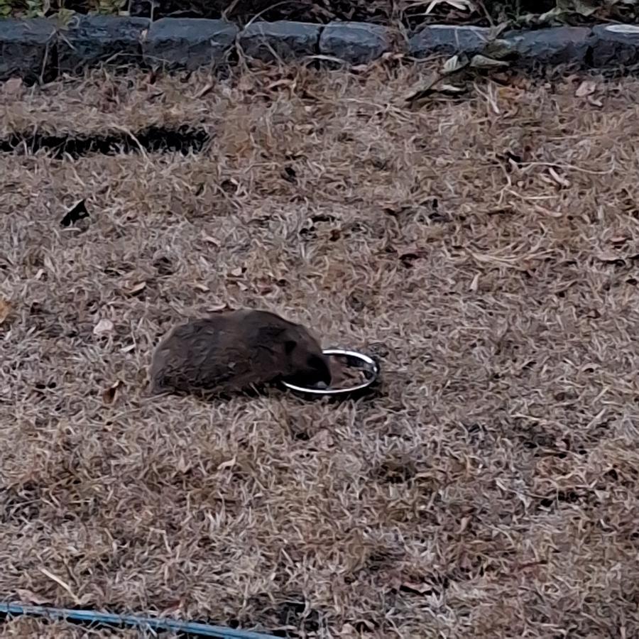 Ein Igel, der in der Dämmerung auf dem ziemlich ausgetrockneten Rasen sein Abendessen zu sich nimmt.