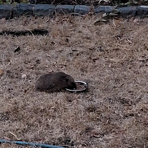 Ein Igel, der in der Dämmerung auf dem ziemlich ausgetrockneten Rasen sein Abendessen zu sich nimmt.