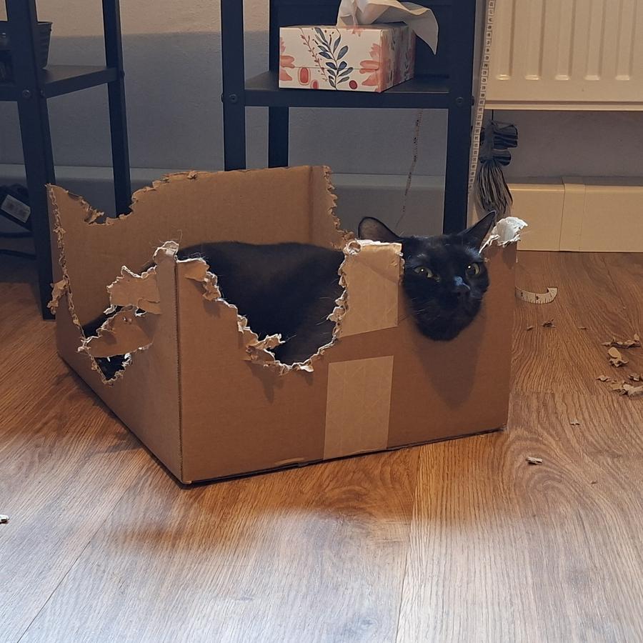 Eine schwarze Katze liegt in einem Karton, den Kopf angelehnt in eine Mulde, die sie selber zuvor in eine Außenwand des Kartons gebissen hat.
