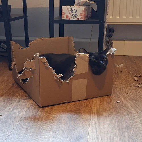 Eine schwarze Katze liegt in einem Karton, den Kopf angelehnt in eine Mulde, die sie selber zuvor in eine Außenwand des Kartons gebissen hat.