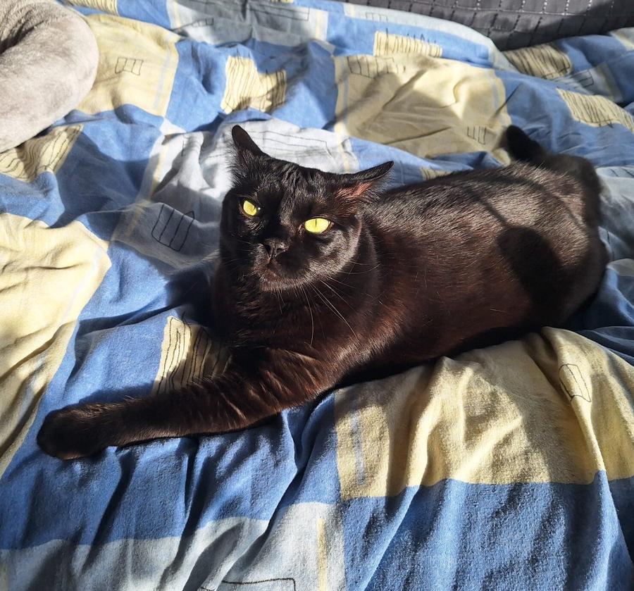 Foto von einer schwarzen Katze. Sie liegt auf dem Bett, die Ohren skeptisch nach hinten angewinkelt und guckt in die Kamera.