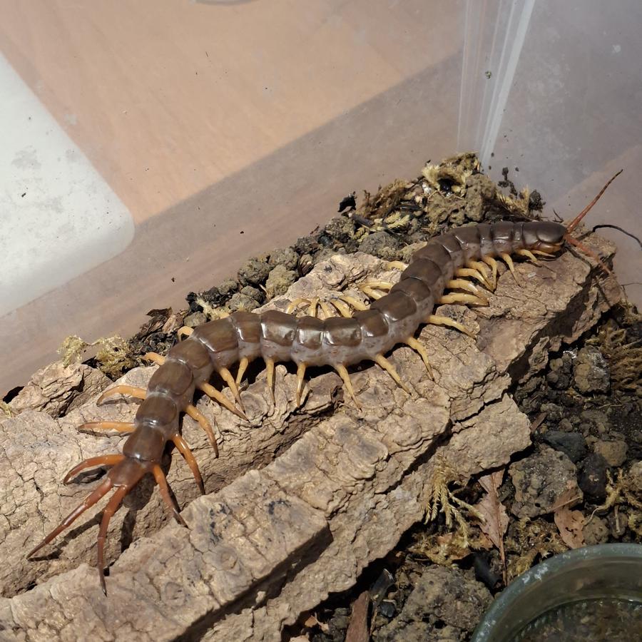 Ein Riesenhundertfüßer aus Vietnam liegt in seinem Terrarium langgestreckt auf einem Stück Rinde.