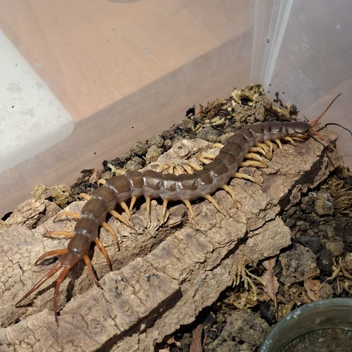 Ein Riesenhundertfüßer aus Vietnam liegt in seinem Terrarium langgestreckt auf einem Stück Rinde.