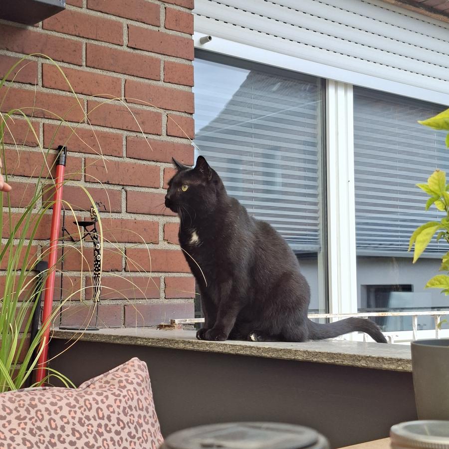 Ein Foto von einem schwarzen Kater mit weißem Fleck auf der Brust, der auf der Terrassenbrüstung sitzt und auf seine Fütterung wartet.