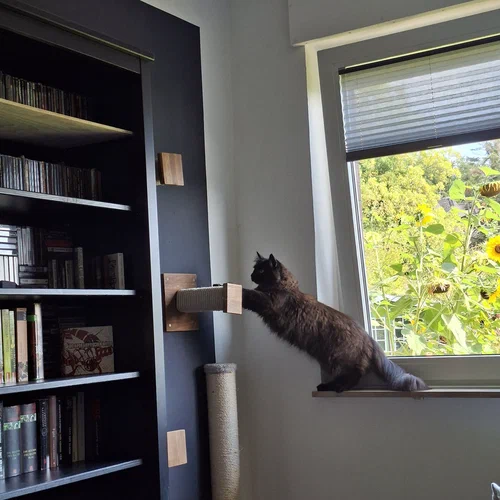 Ein Foto vom schwarzen Maine-Coon-Kater Bela, der auf einer Fensterbank sitzt und seine Vorderpfötchen auf frisch installierte Klettermöbel an einer Wand aufstützt, um auf ein Bücherregal zu klettern.