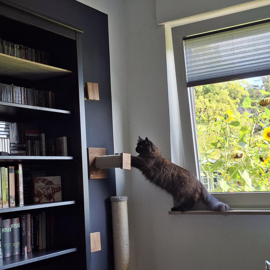 Ein Foto vom schwarzen Maine-Coon-Kater Bela, der auf einer Fensterbank sitzt und seine Vorderpfötchen auf frisch installierte Klettermöbel an einer Wand aufstützt, um auf ein Bücherregal zu klettern.