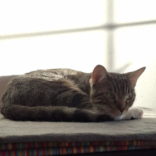Ein Foto von einer sehr jungen, getigerten Katze.