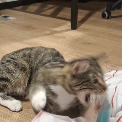 Ein verwackeltes Foto der jungen Pflegekatze Maya mit aufgerissenem Mäulchen beim Spielen. Es erinnert an ein ikonisches Black Metal Artwork eines Postboten aus Norwegen.