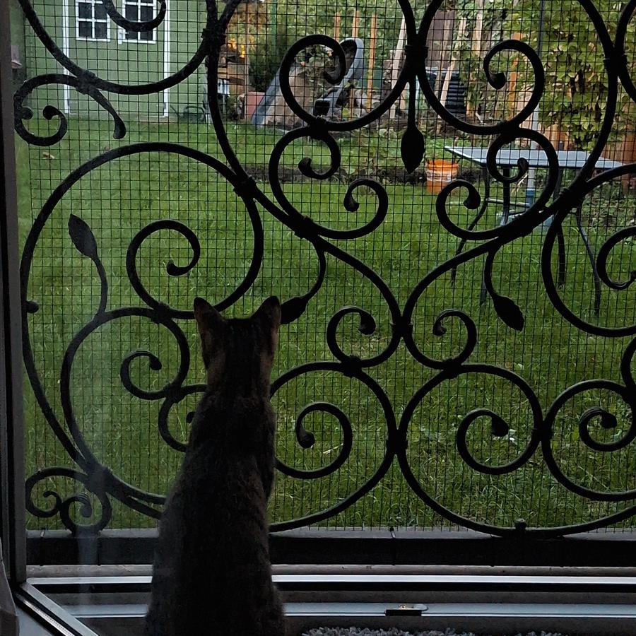 Pflegekatze Maya sitzt an der geöffneten, aber gesicherten Gartentüre. Mit neugierigen Blick in das schwindende Licht der Dämmerung beurteilt sie meinen Fortschritt am Projekt Gartenteich und notiert für das Abschlussgespräch meine mangelnde körperliche Einsatzbereitschaft.